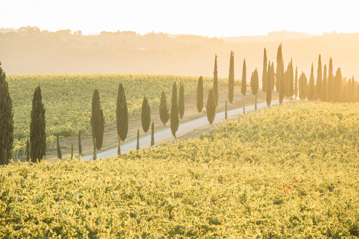 Cypress-lined road through Tuscany at golden hour